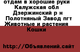 отдам в хорошие руки - Калужская обл., Дзержинский р-н, Полотняный Завод пгт Животные и растения » Кошки   